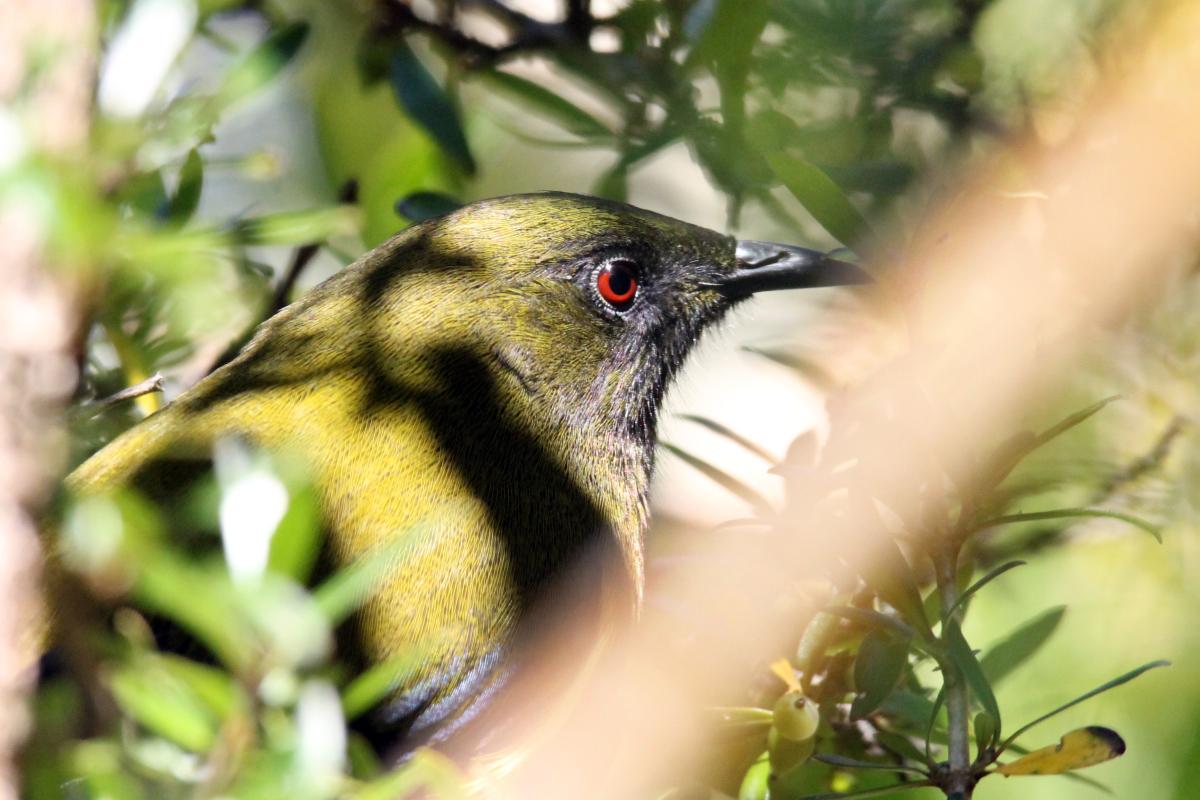 New Zealand Bellbird (Anthornis melanura)